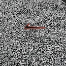 Camiseta Nike Corinthians Pré-Jogo 2024 Academy Pro - Masculina - Foto 4