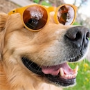 Óculos de Sol Unissex Goodr Bodhi's Ultimate Ride - Foto 4